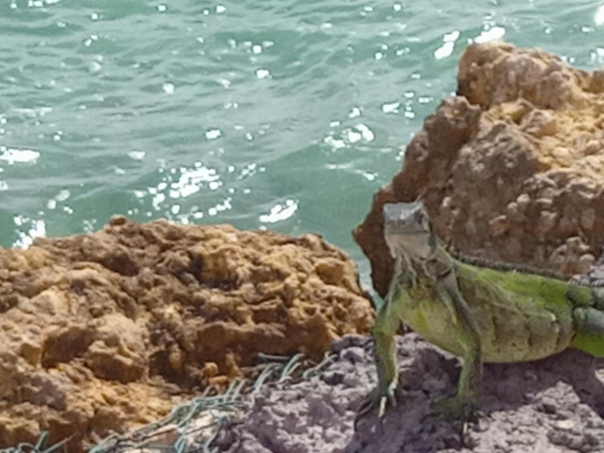 Appartement Les Pieds Dans L'Eau Chez Syl à Le Moule Extérieur photo